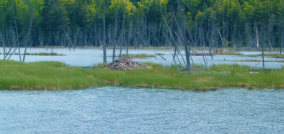 Home to five beaver dens Home to five beaver dens